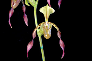 Paphiopedilum Robinianum 'Orchid Lane' AM/AOS 83 pts.